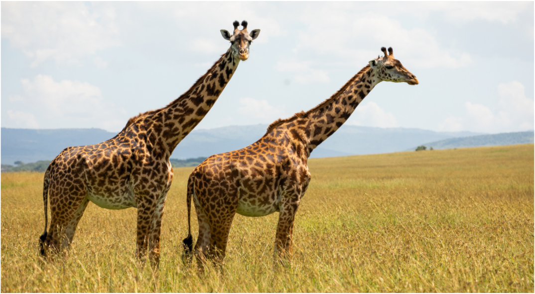 Mara Giraffes
