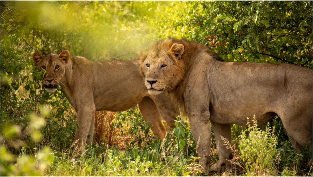 Lion Couple