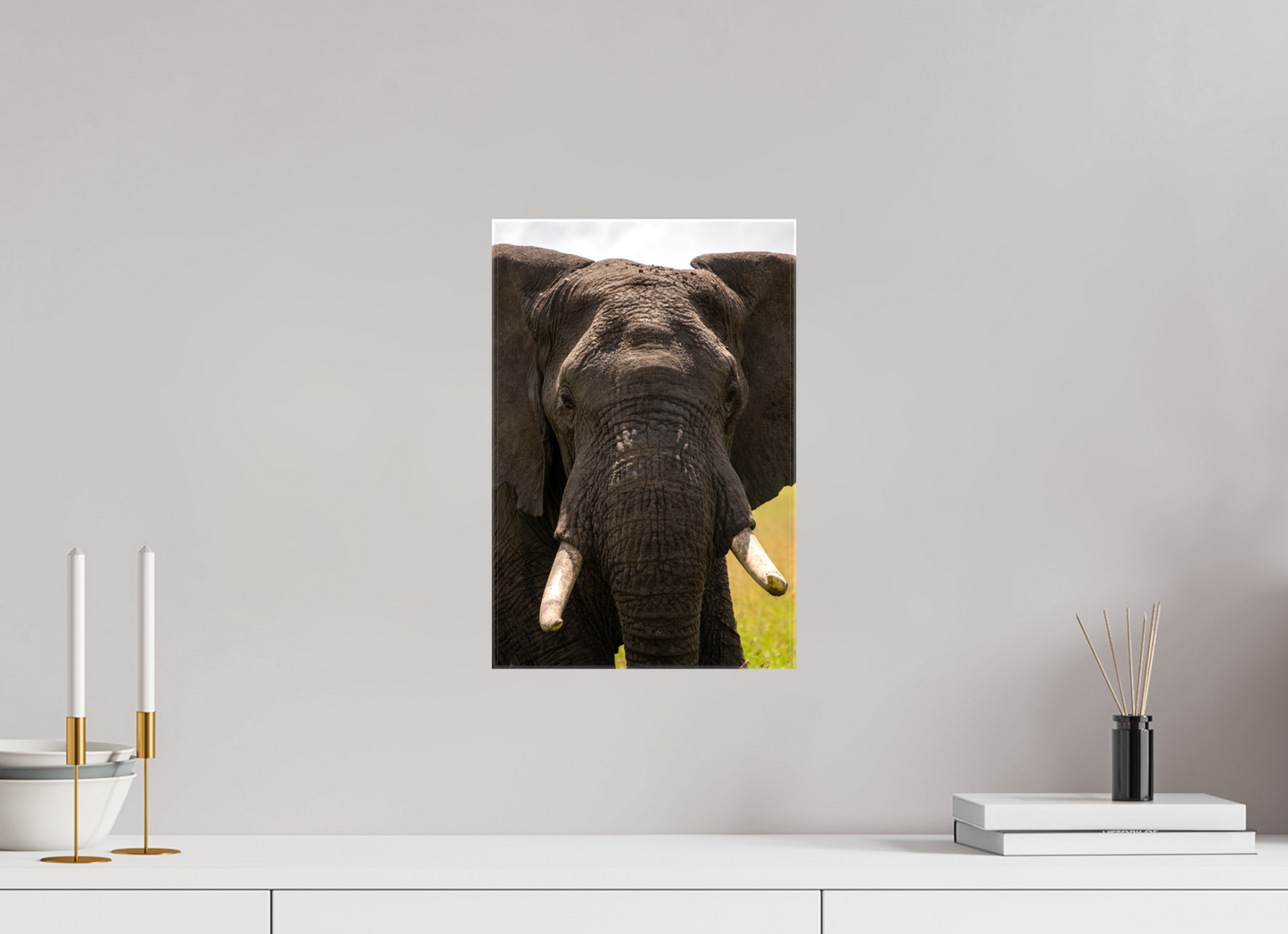 Elephant Headshot