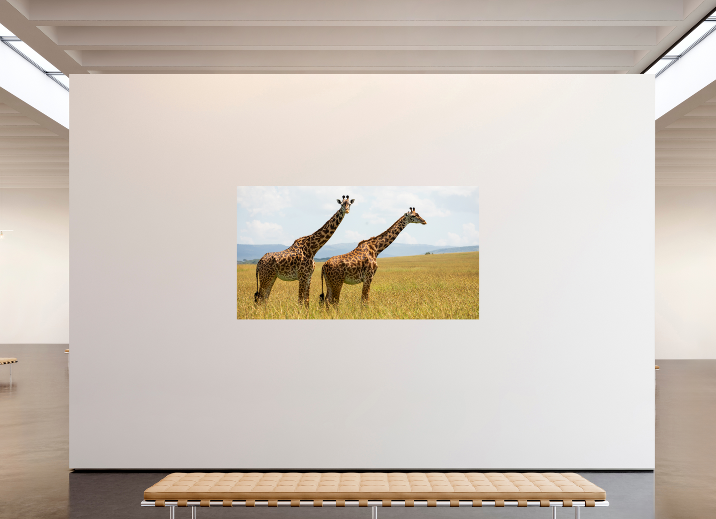 Mara Giraffes