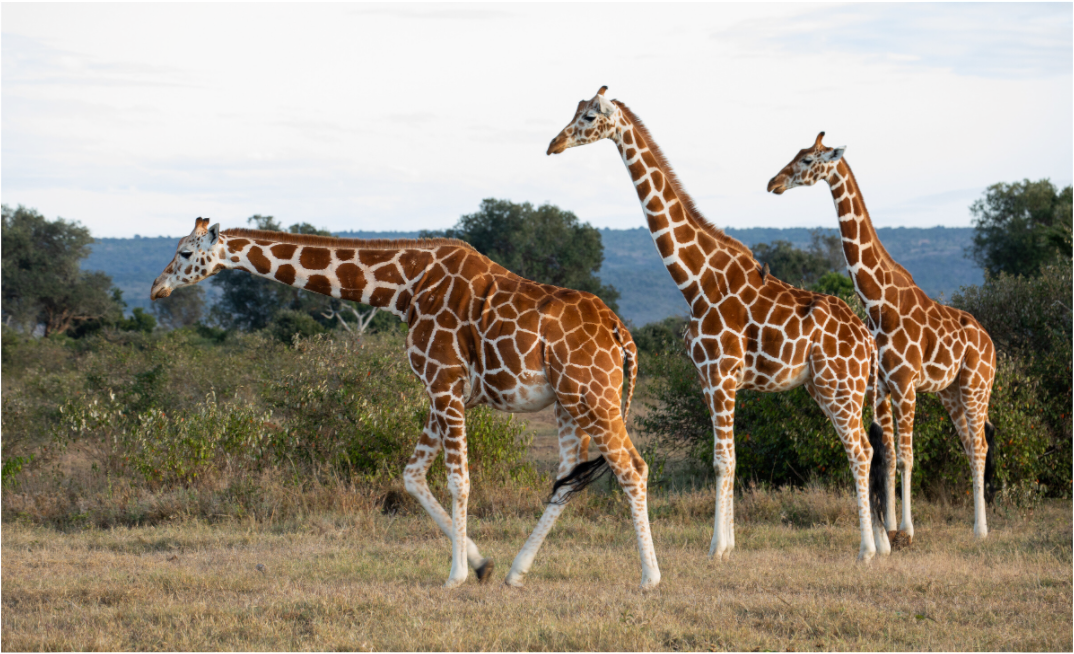 Tower of Giraffes