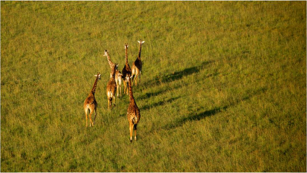 Giraffe Tower from Above