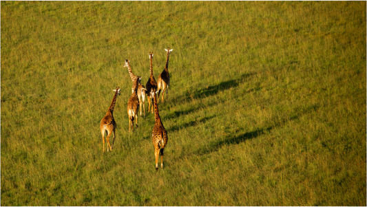 Giraffe Tower from Above