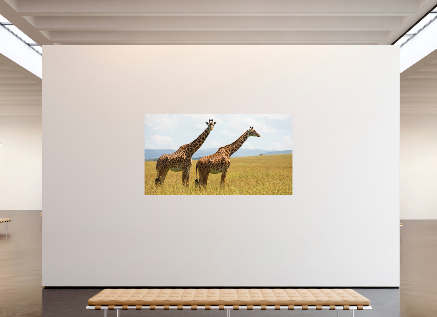 Mara Giraffes