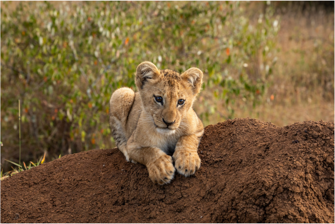 Lion Cub